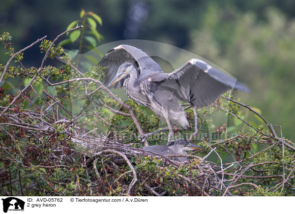 2 Graureiher / 2 grey heron / AVD-05762