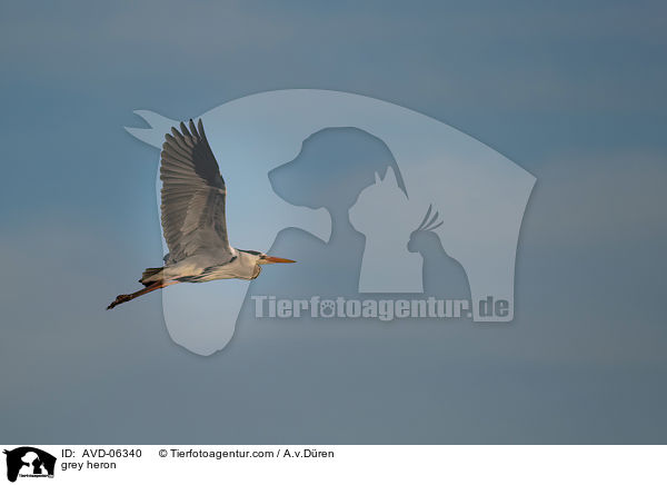 Graureiher / grey heron / AVD-06340