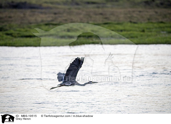 Graureiher / Grey Heron / MBS-19515