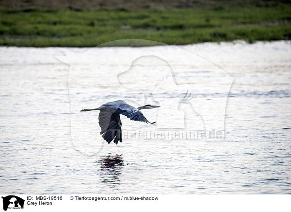 Graureiher / Grey Heron / MBS-19516