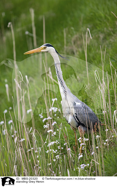 stehender Graureiher / standing Grey Heron / MBS-20320