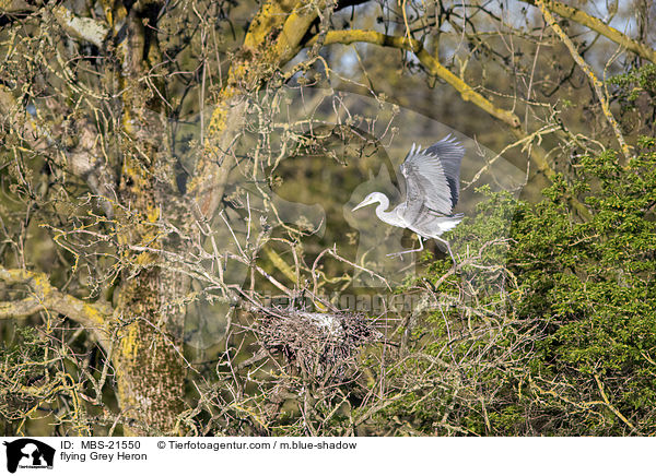 fliegender Graureiher / flying Grey Heron / MBS-21550