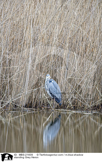 stehender Graureiher / standing Grey Heron / MBS-21609