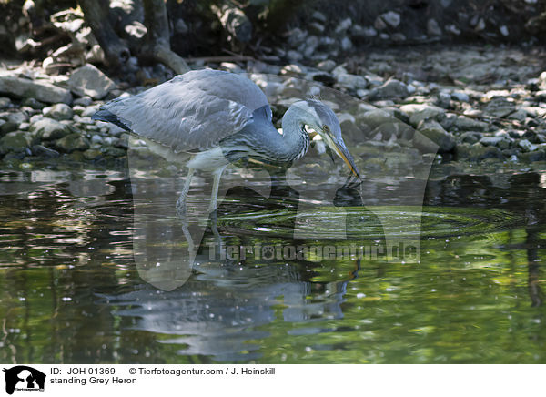 stehender Graureiher / standing Grey Heron / JOH-01369