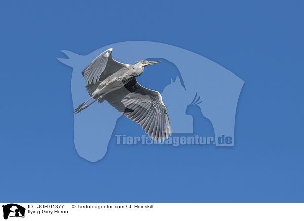 flying Grey Heron / JOH-01377