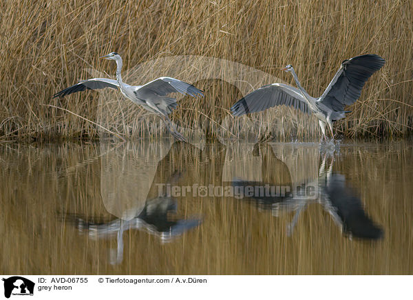 Graureiher / grey heron / AVD-06755