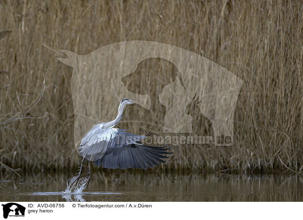 Graureiher / grey heron / AVD-06756