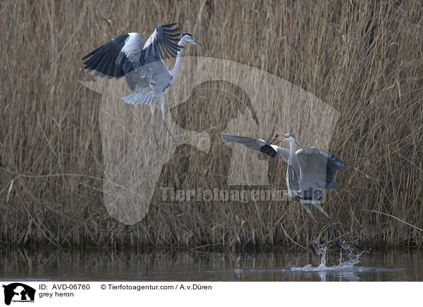 Graureiher / grey heron / AVD-06760