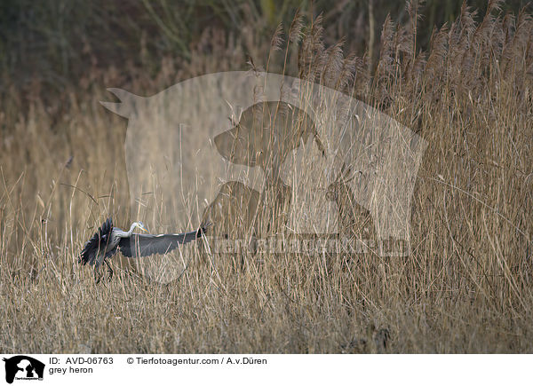 Graureiher / grey heron / AVD-06763