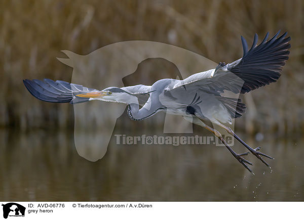 Graureiher / grey heron / AVD-06776