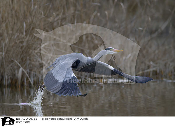 Graureiher / grey heron / AVD-06782