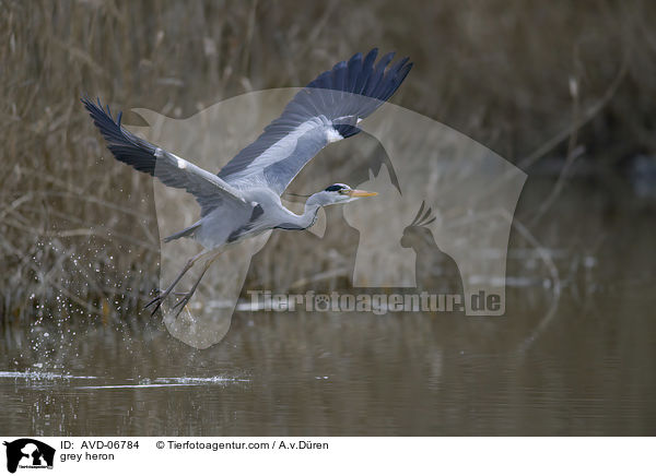 Graureiher / grey heron / AVD-06784