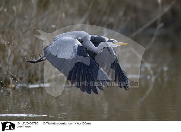 Graureiher / grey heron / AVD-06785