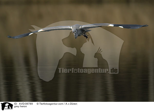 Graureiher / grey heron / AVD-06789