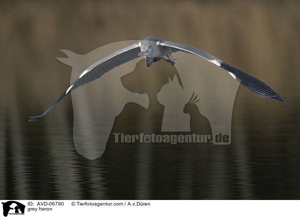 Graureiher / grey heron / AVD-06790