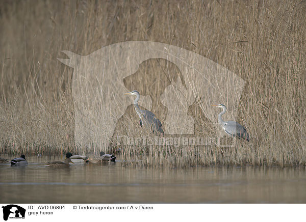 Graureiher / grey heron / AVD-06804