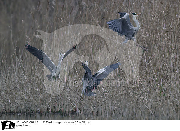 Graureiher / grey heron / AVD-06816