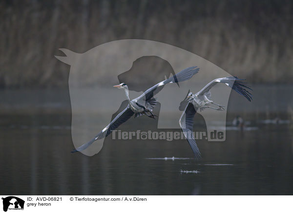 grey heron / AVD-06821