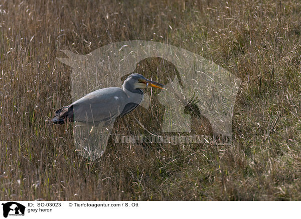 grey heron / SO-03023