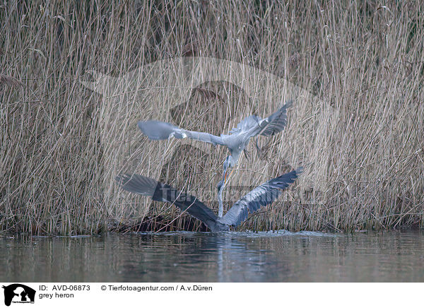 Graureiher / grey heron / AVD-06873