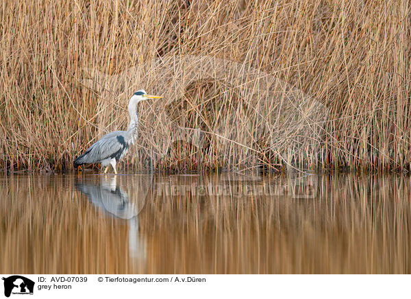 Graureiher / grey heron / AVD-07039