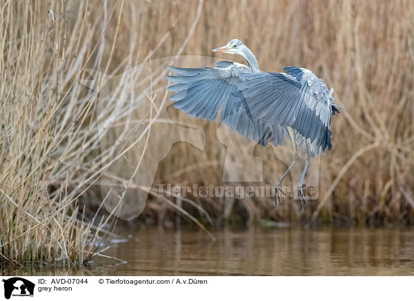 Graureiher / grey heron / AVD-07044