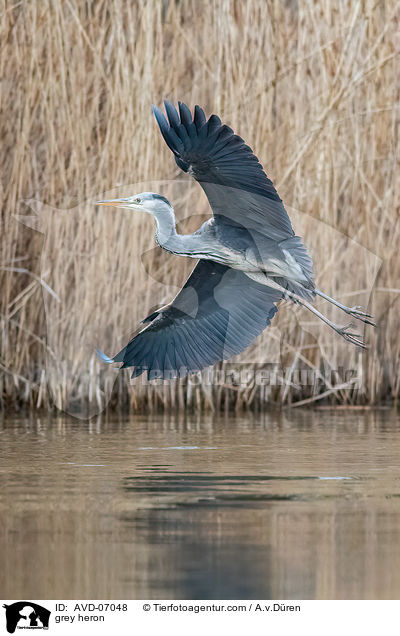 Graureiher / grey heron / AVD-07048