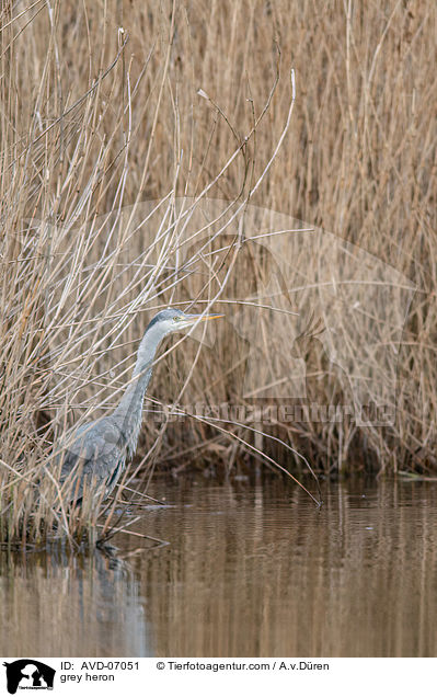 Graureiher / grey heron / AVD-07051