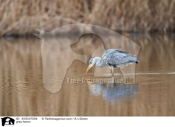 Graureiher / grey heron / AVD-07058