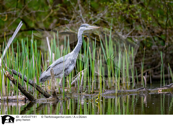 Graureiher / grey heron / AVD-07141