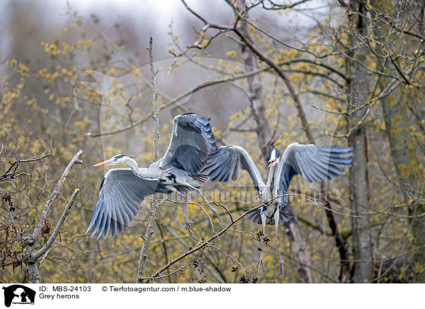 Graureiher / Grey herons / MBS-24103