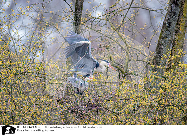 Graureiher sitzen im Baum / Grey herons sitting in tree / MBS-24105