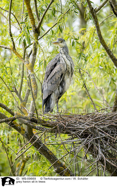 Graureiher sitzt in Bumen / grey heron sit in trees / WS-09669