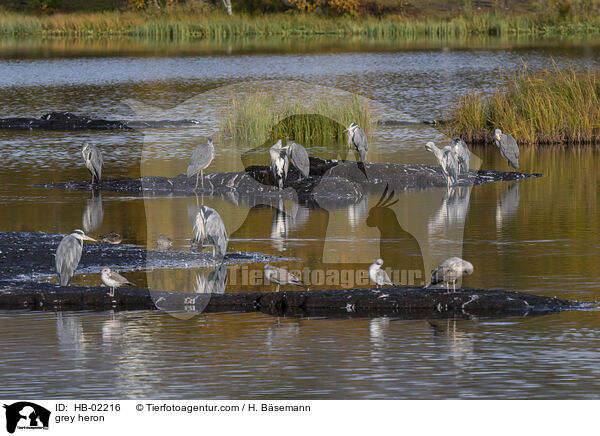 grey heron / HB-02216