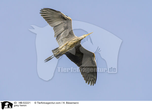 Graureiher / grey heron / HB-02221