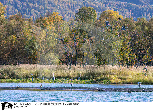 Graureiher / grey heron / HB-02226