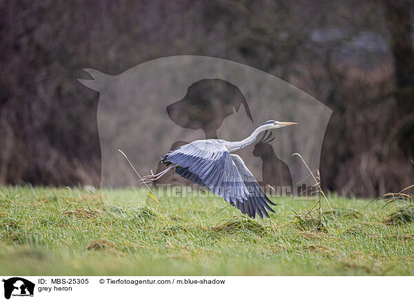 Graureiher / grey heron / MBS-25305