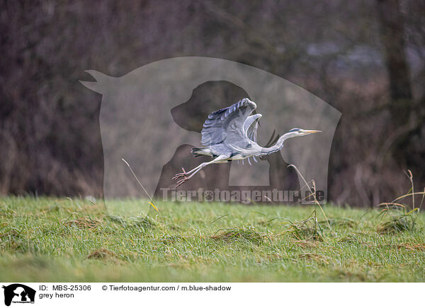 Graureiher / grey heron / MBS-25306