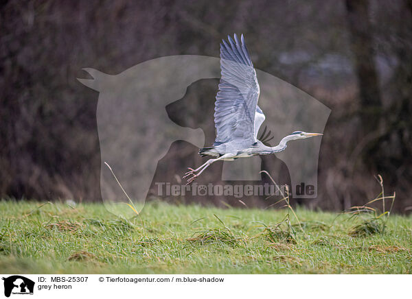 grey heron / MBS-25307