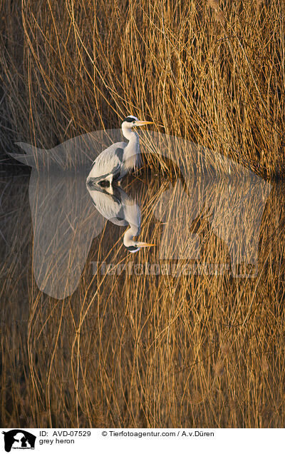 Graureiher / grey heron / AVD-07529