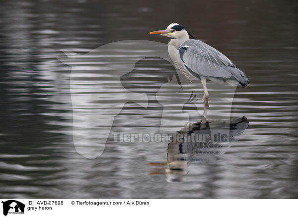 Graureiher / grey heron / AVD-07698