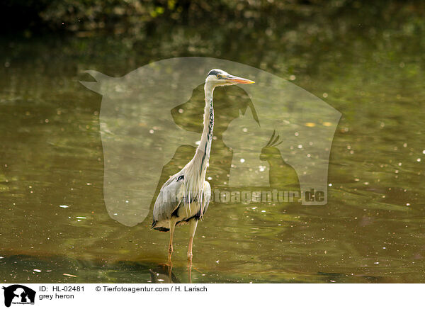 Graureiher / grey heron / HL-02481