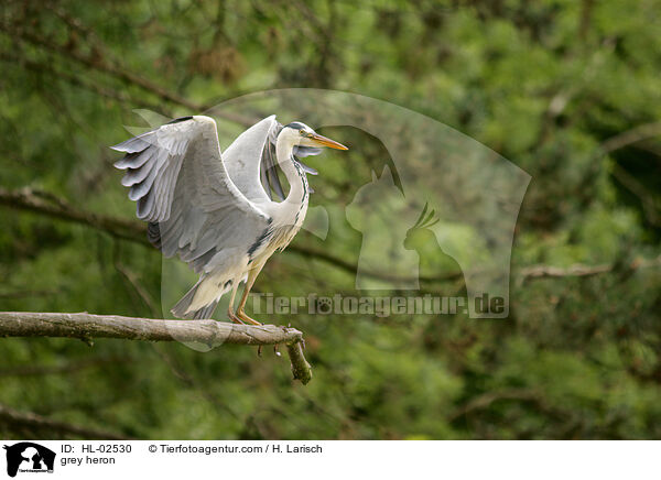 Graureiher / grey heron / HL-02530