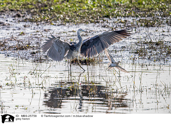 Graureiher / grey heron / MBS-25758