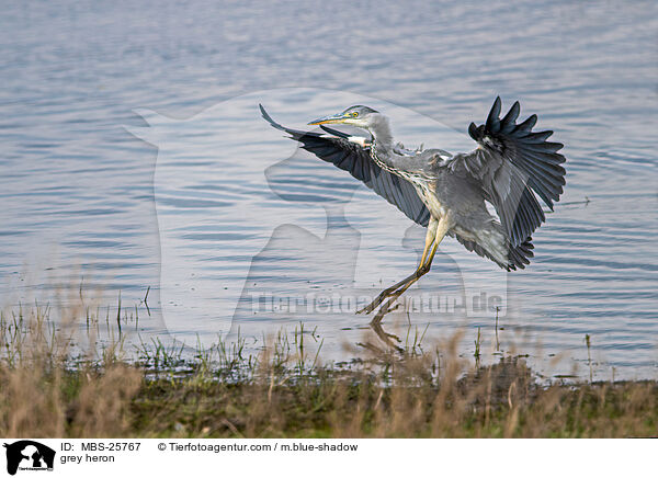 Graureiher / grey heron / MBS-25767