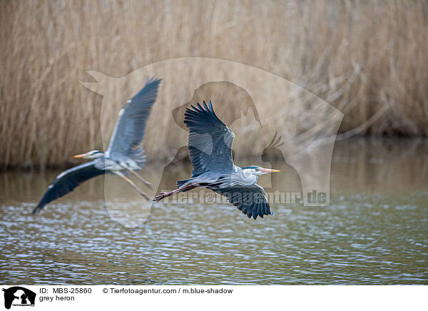 Graureiher / grey heron / MBS-25860