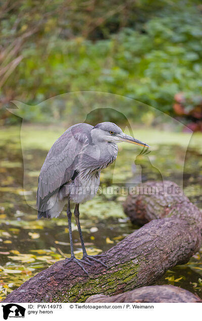 grey heron / PW-14975