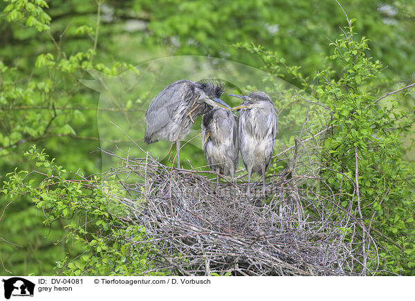 Graureiher / grey heron / DV-04081