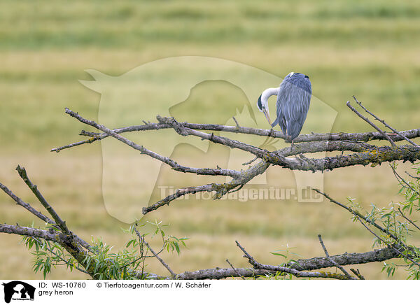 Graureiher / grey heron / WS-10760