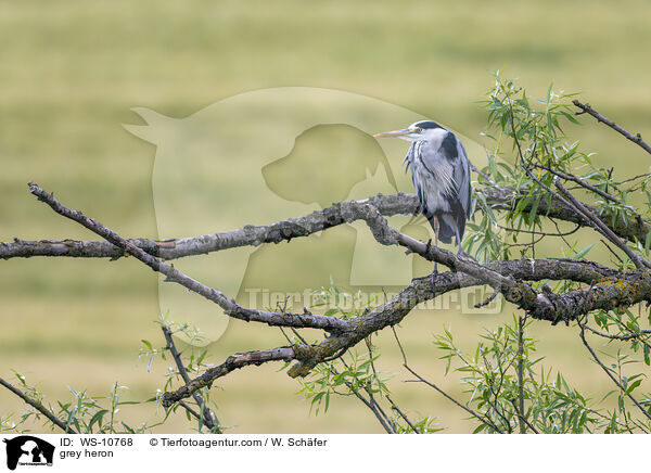 Graureiher / grey heron / WS-10768